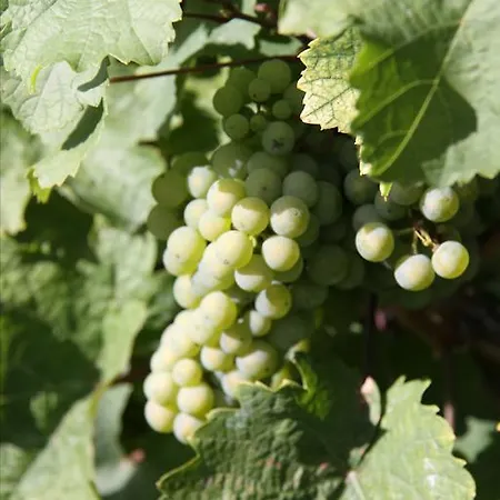 Appartement Im Moseltal *