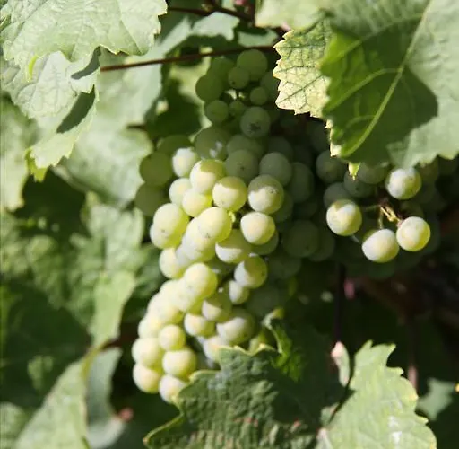 アパート Im Moseltal *